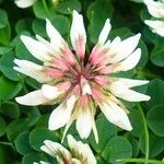 Trifolium occidentale flower picture by Pierre LEON (cc-by-sa)