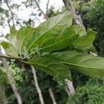 Cordia alliodora leaf picture by SINAC oscar (cc-by-sa)