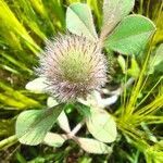 Trifolium hirtum flower picture by Julián Díaz (cc-by-sa)
