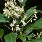 Miconia biperulifera habit picture by Nelson Zamora Villalobos (cc-by-nc)