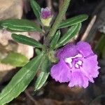 Galeopsis angustifolia habit picture by jeclerencia (cc-by-sa)