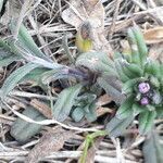 Buglossoides arvensis habit picture by Emmanuel Cosson (cc-by-sa)