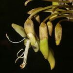 Mucuna holtonii flower picture by Nelson Zamora Villalobos (cc-by-nc)