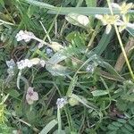 Myosotis ramosissima habit picture by Florian Fournier (cc-by-sa)