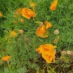 Eschscholzia californica leaf picture by timeo nagi (cc-by-sa)