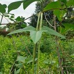 Vigna unguiculata fruit picture by Ajay Sahu (cc-by-sa)