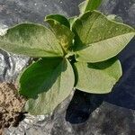 Vicia faba leaf picture by Florent wallez (cc-by-sa)