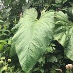Anthurium dolichostachyum leaf picture by Betin Pino Jorge (cc-by-sa)