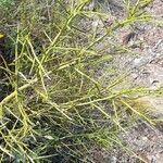 Prosopidastrum angusticarpum habit picture by Trap Hers (cc-by-sa)