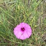 Ipomoea leptophylla flower picture by Kristin Lukow (cc-by-sa)