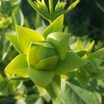 Silphium integrifolium flower picture by Katharine Hogan (cc-by-sa)