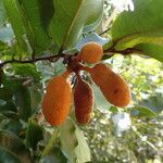 Uvaria chamae fruit picture by Sylvain Piry (cc-by-sa)