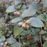 Cotoneaster dielsianus leaf picture by Sabina Hartmann (cc-by-sa)