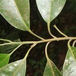 Aspidosperma desmanthum leaf picture by Nelson Zamora Villalobos (cc-by-nc)