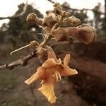 Gmelina arborea flower picture by Uday Wali (cc-by-sa)