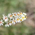 Symphyotrichum pilosum flower picture by margarida vila (cc-by-sa)