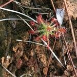 Drosera neocaledonica leaf picture by Zoé Thivet (cc-by-sa)