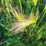 Hordeum jubatum flower picture by Michel G (cc-by-sa)