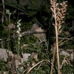 Goodyera repens habit picture by Daniel Barthelemy (cc-by-nc)
