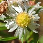 Symphyotrichum x salignum flower picture by Yoan MARTIN (cc-by-sa)