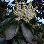 Arbutus menziesii flower picture by a pecan (cc-by-sa)