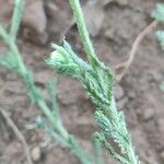 Anacyclus clavatus leaf picture by Dabronzo Carlo (cc-by-sa)