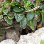 Noccaea rotundifolia leaf picture by Pietro Brignoli (cc-by-sa)