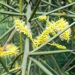 Prosopis kuntzei flower picture by Trap Hers (cc-by-sa)