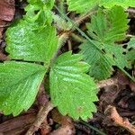 Fragaria moschata leaf picture by Cristina Price (cc-by-sa)