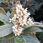 Eriobotrya japonica flower picture by Aleix Diz (cc-by-sa)
