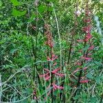 Erythrina herbacea habit picture by Aaron Jenkins (cc-by-sa)
