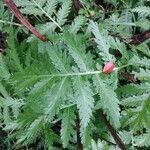 Tanacetum macrophyllum leaf picture by shch Daniel (cc-by-sa)