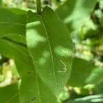 Hieracium prenanthoides leaf picture by Alain Cervantes (cc-by-sa)