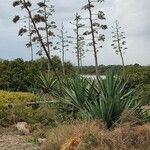 Agave sisalana flower picture by Michel SIGART (cc-by-sa)