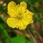 Ranunculus thora flower picture by Pietro Brignoli (cc-by-sa)