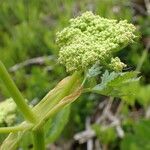 Peucedanum ostruthium habit picture by Yoan MARTIN (cc-by-sa)