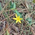 Hypoxis juncea flower picture by cthulhu mittens (cc-by-sa)