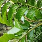 Cupania glabra leaf picture by Anghelo Herrera Calvo (cc-by-sa)