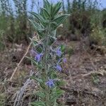 Trichostema lanceolatum flower picture by Liz Pucket (cc-by-sa)