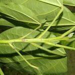 Hernandia stenura leaf picture by Nelson Zamora Villalobos (cc-by-nc)
