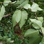 Betula lenta leaf picture by Jesse Corriveau (cc-by-sa)