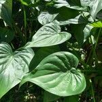 Philodendron hederaceum leaf picture by Gonzalez Espinoza Marcela (cc-by-sa)
