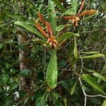 Pittosporum deplanchei habit picture by Richard Chesher (cc-by-sa)