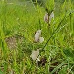 Vicia grandiflora habit picture by Anna Rogalska-Bućko (cc-by-sa)
