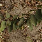 Annona senegalensis leaf picture by Maarten Vanhove (cc-by-sa)