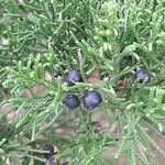 Juniperus thurifera fruit picture by Trap Hers (cc-by-sa)