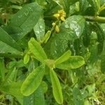 Crotalaria retusa leaf picture by daksh (cc-by-sa)