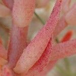 Sedum rubens habit picture by Yoan MARTIN (cc-by-sa)