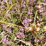 Thymus serpyllum habit picture by Theo Theo Roche (cc-by-sa)