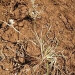 Eragrostis racemosa habit picture by susan brown (cc-by-sa)
